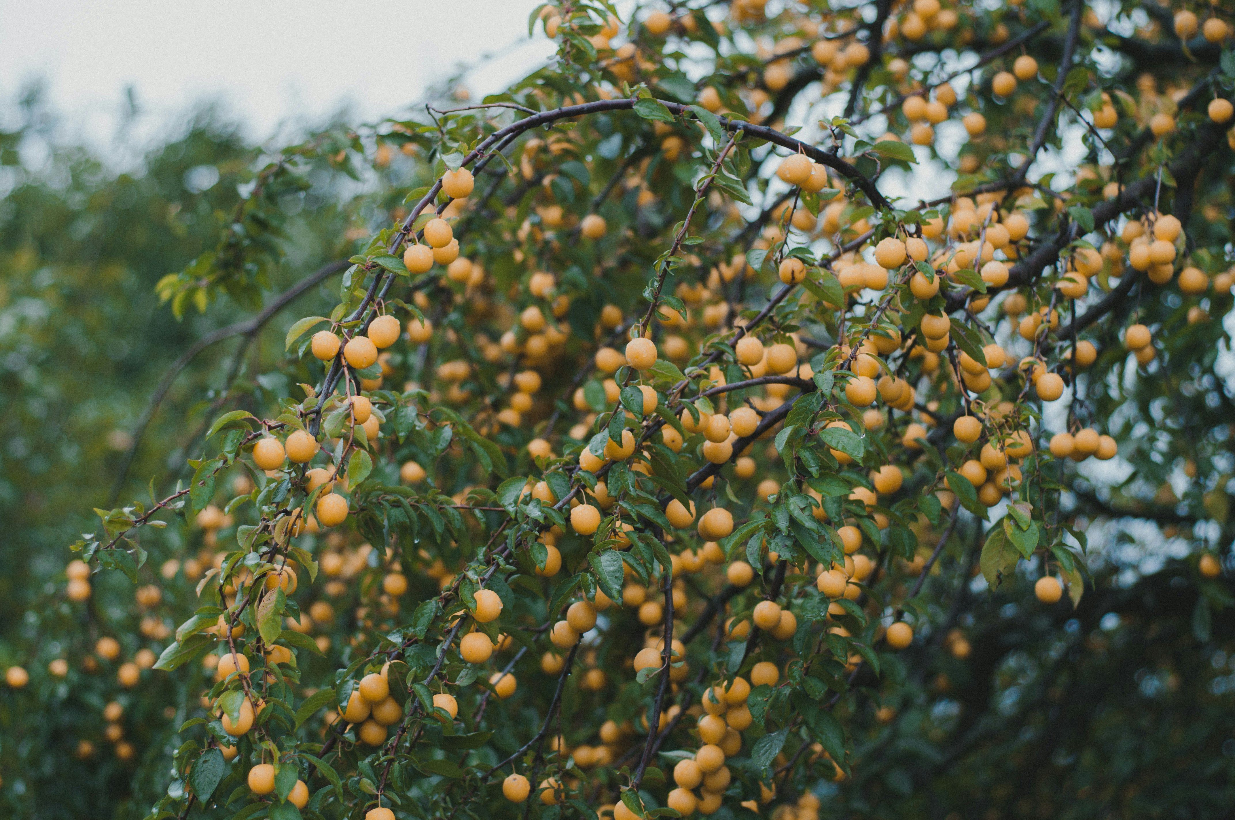 yellow round fruit on tree during daytime